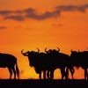 Kenya - Image 2