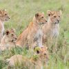 Kenya - Image 3