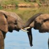 Zambia - Image 2