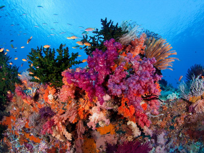 Raja Ampat & Triton Bay November 2028