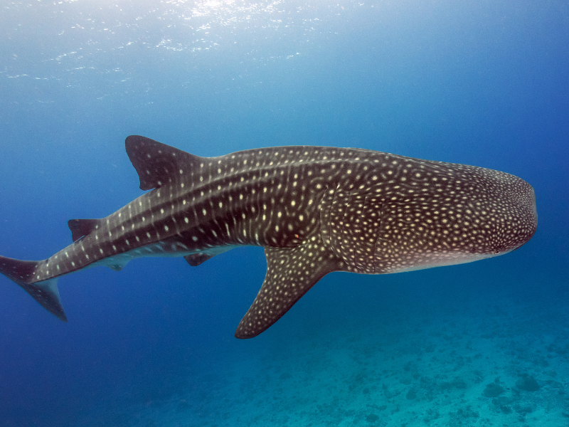 Sea of Cortez July 2026