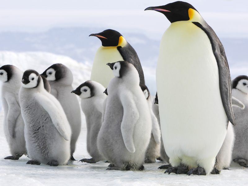 Antarctica November 2027