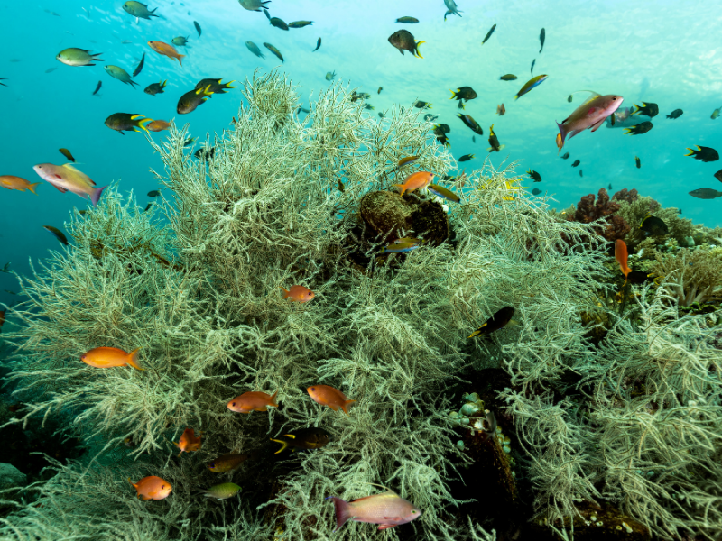Raja Ampat & Triton Bay November 2028