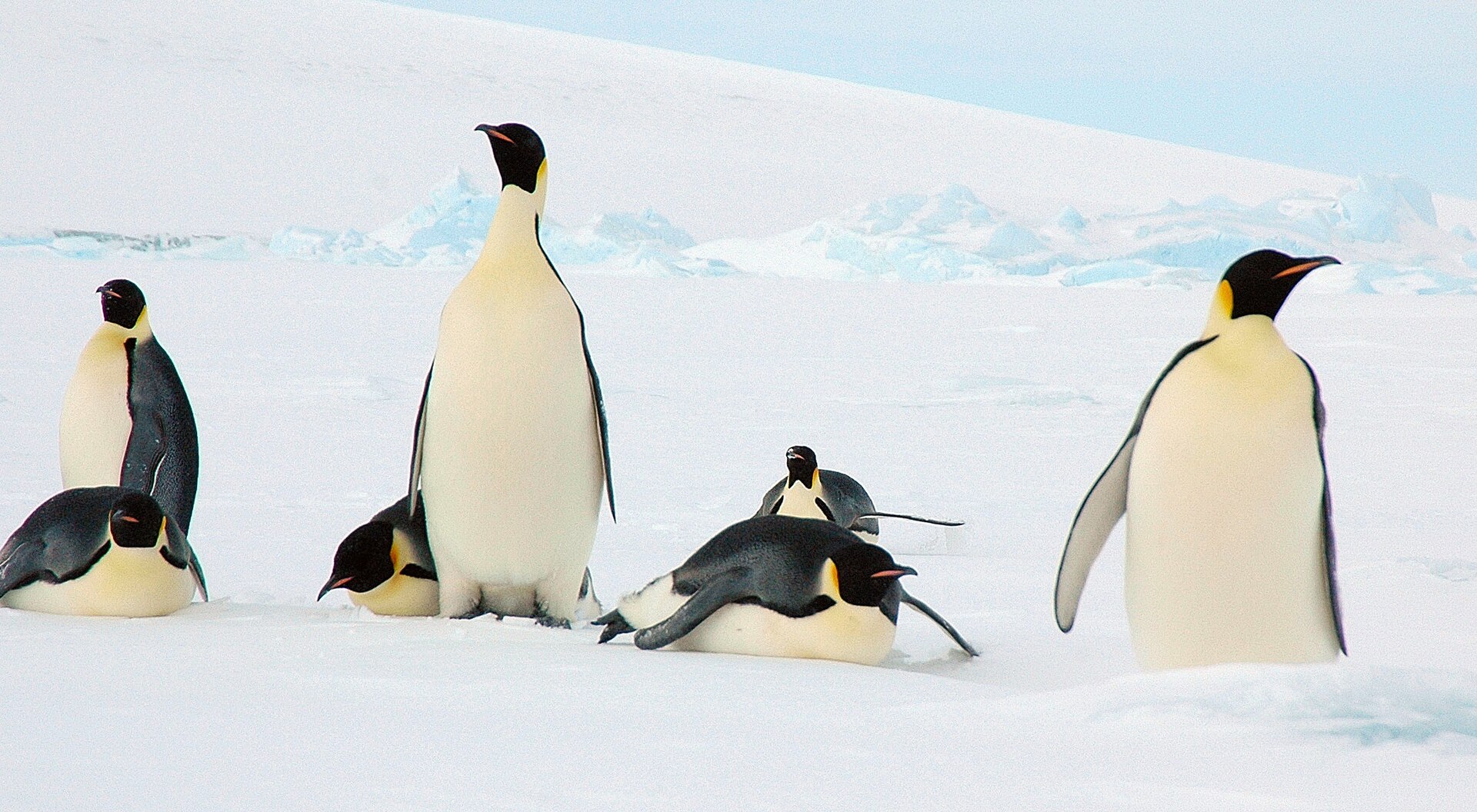 Emperor penguins and chicks