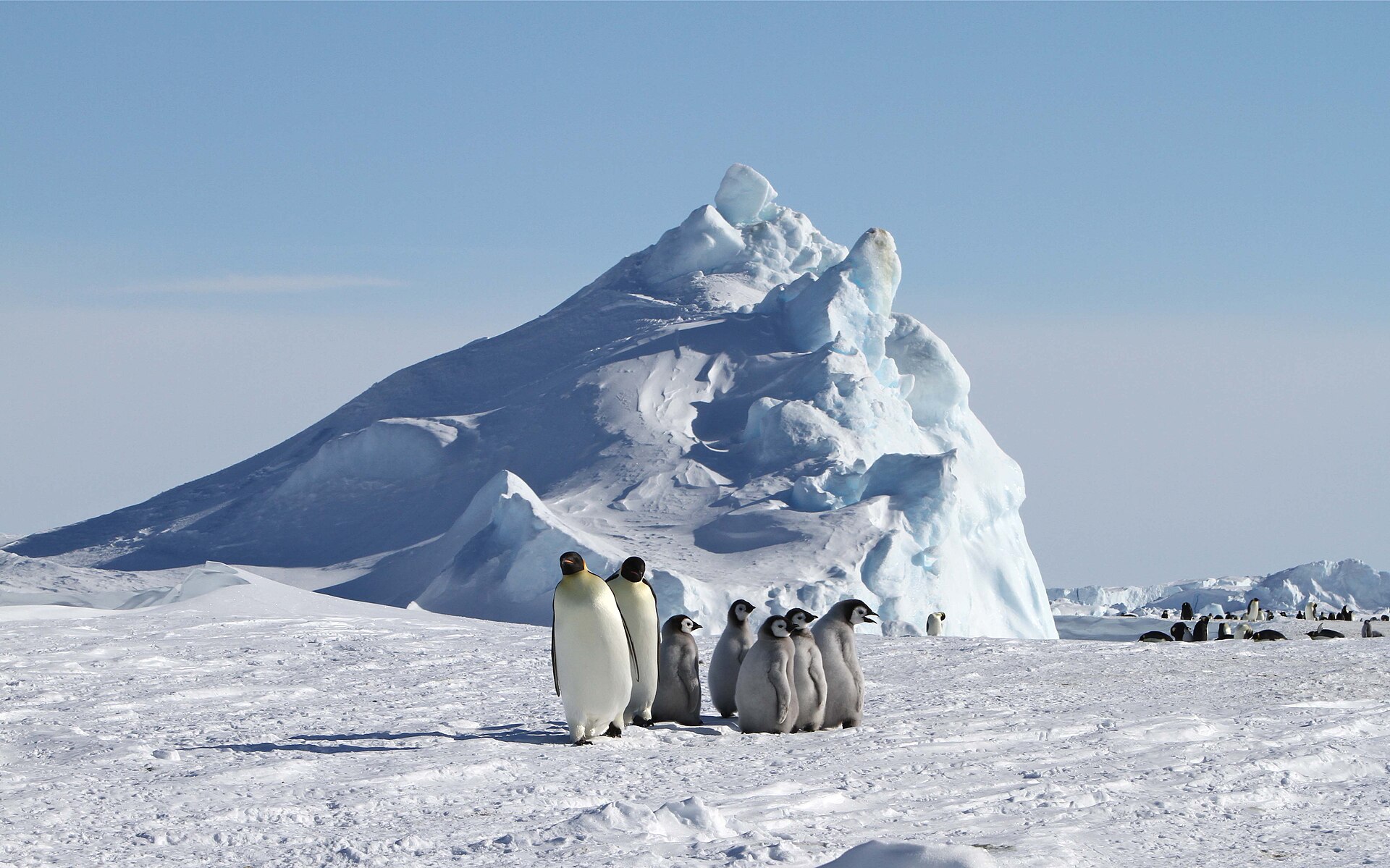 Emperor penguins on the sea ice
