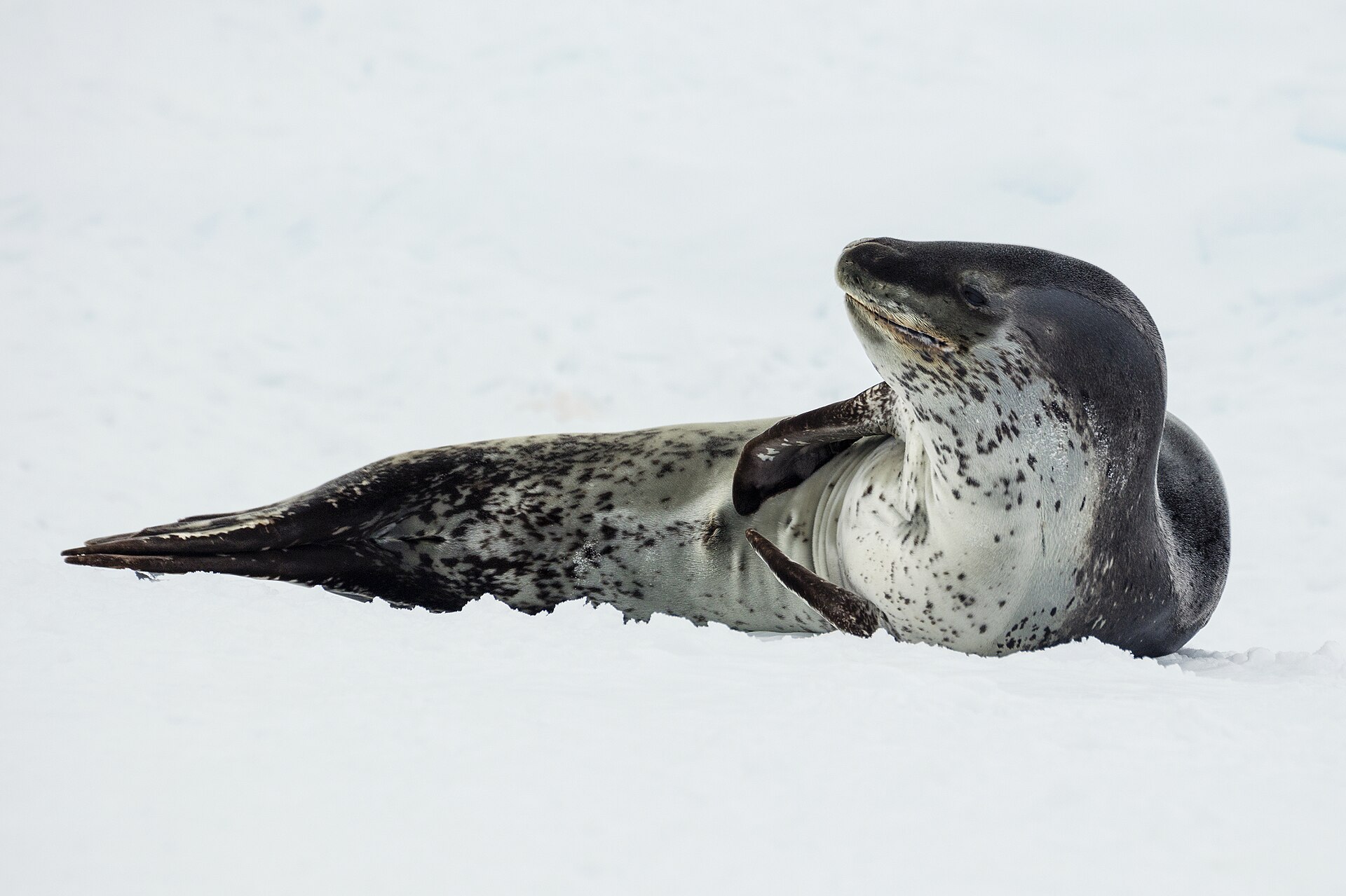 Polar wildlife