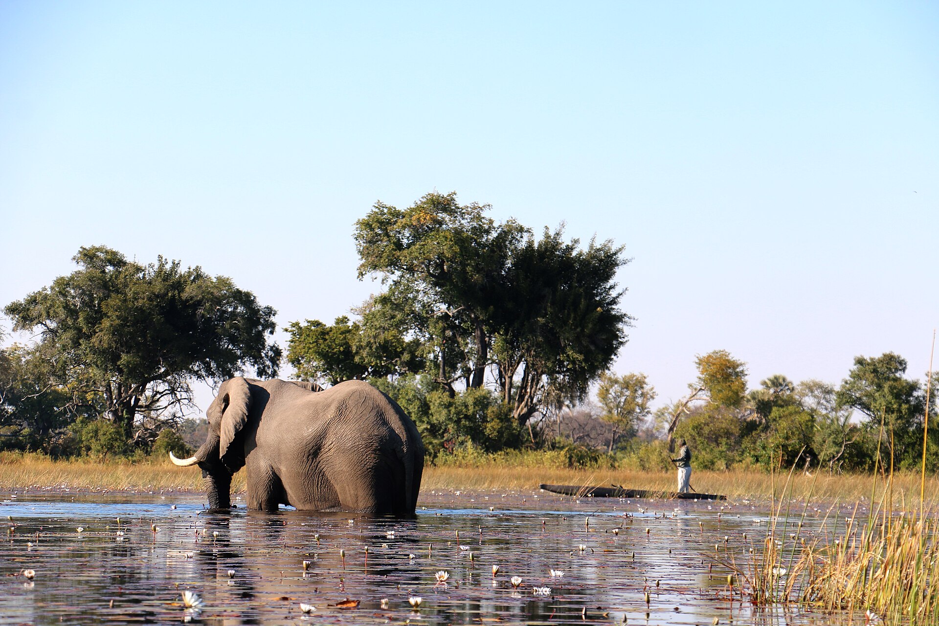 Fly to Belmond Savute Elephant Lodge
