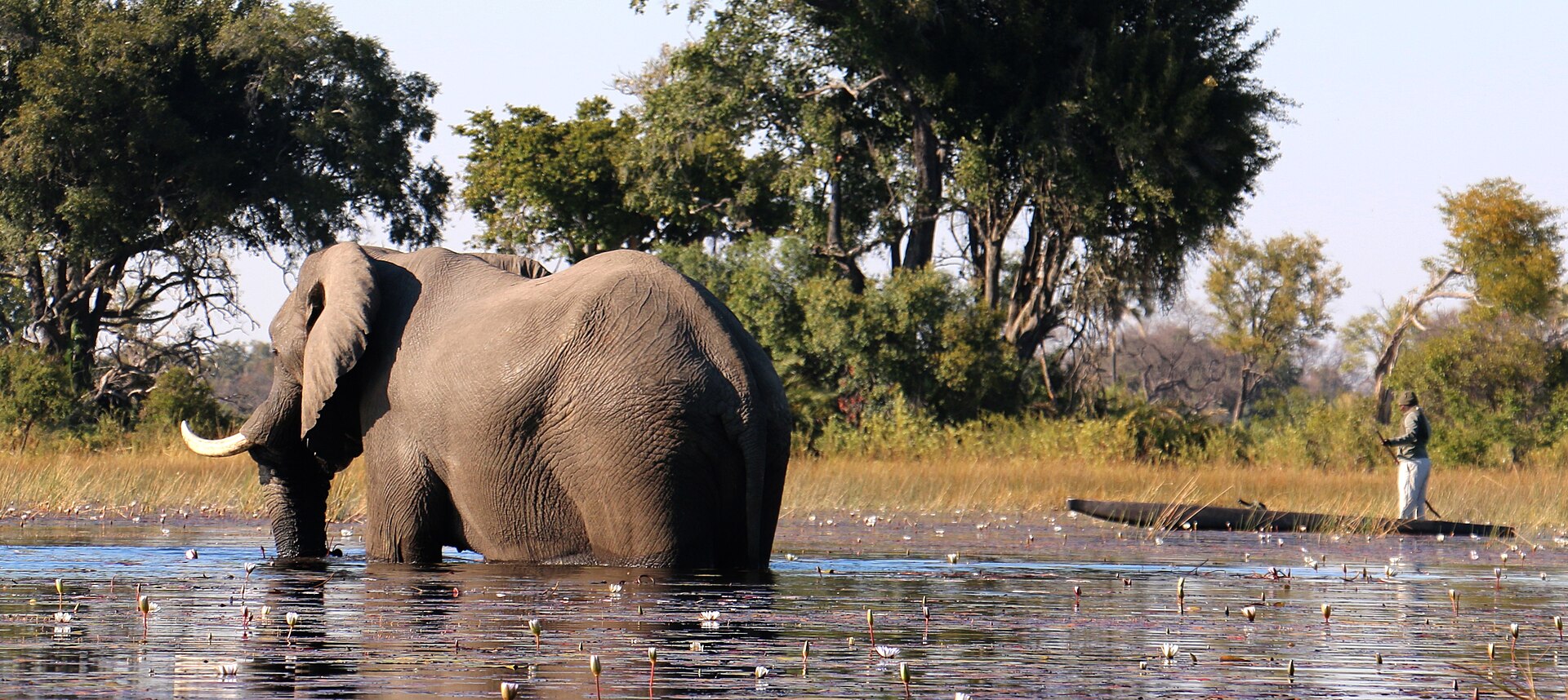 Elephant country