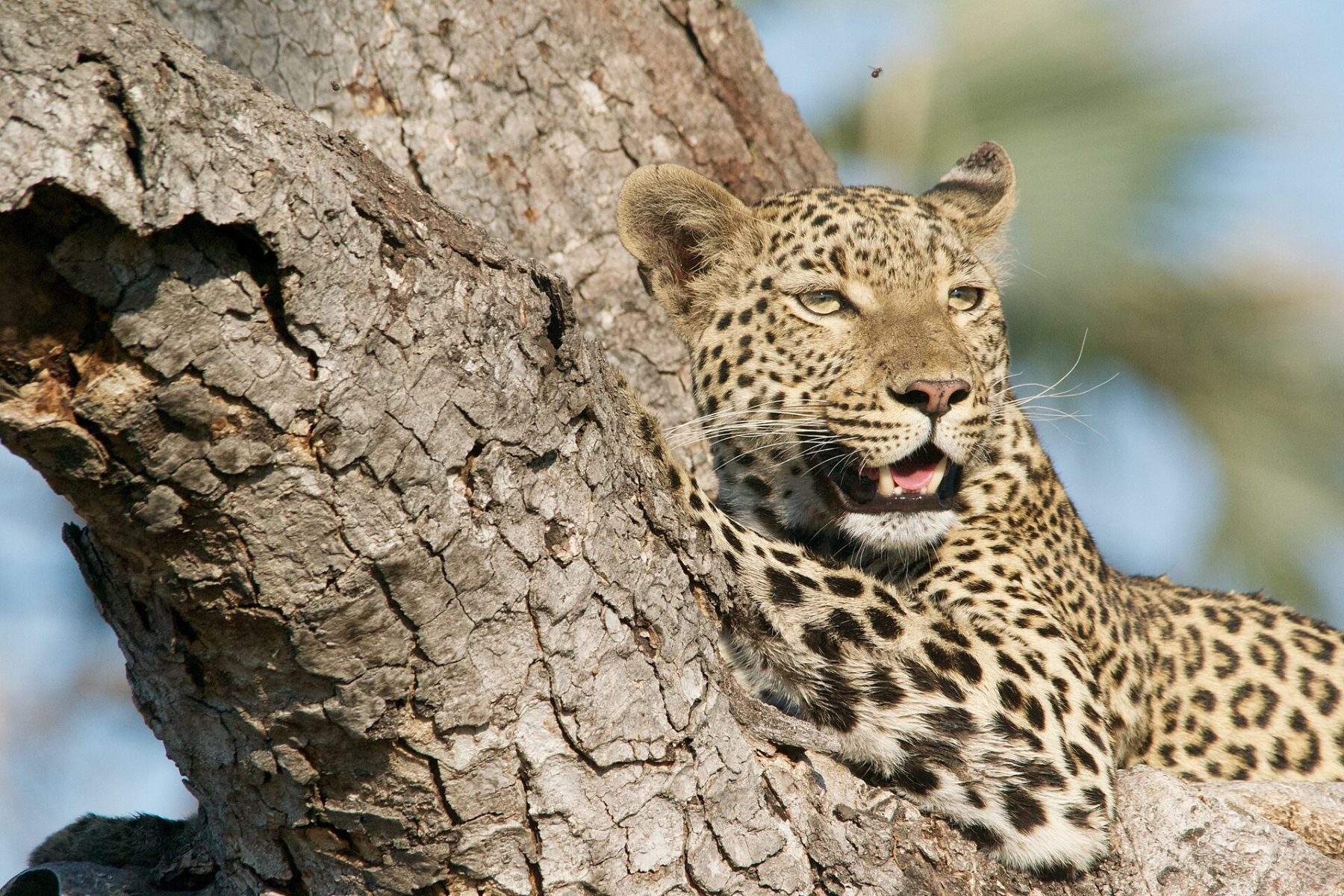 Leopards and night drives