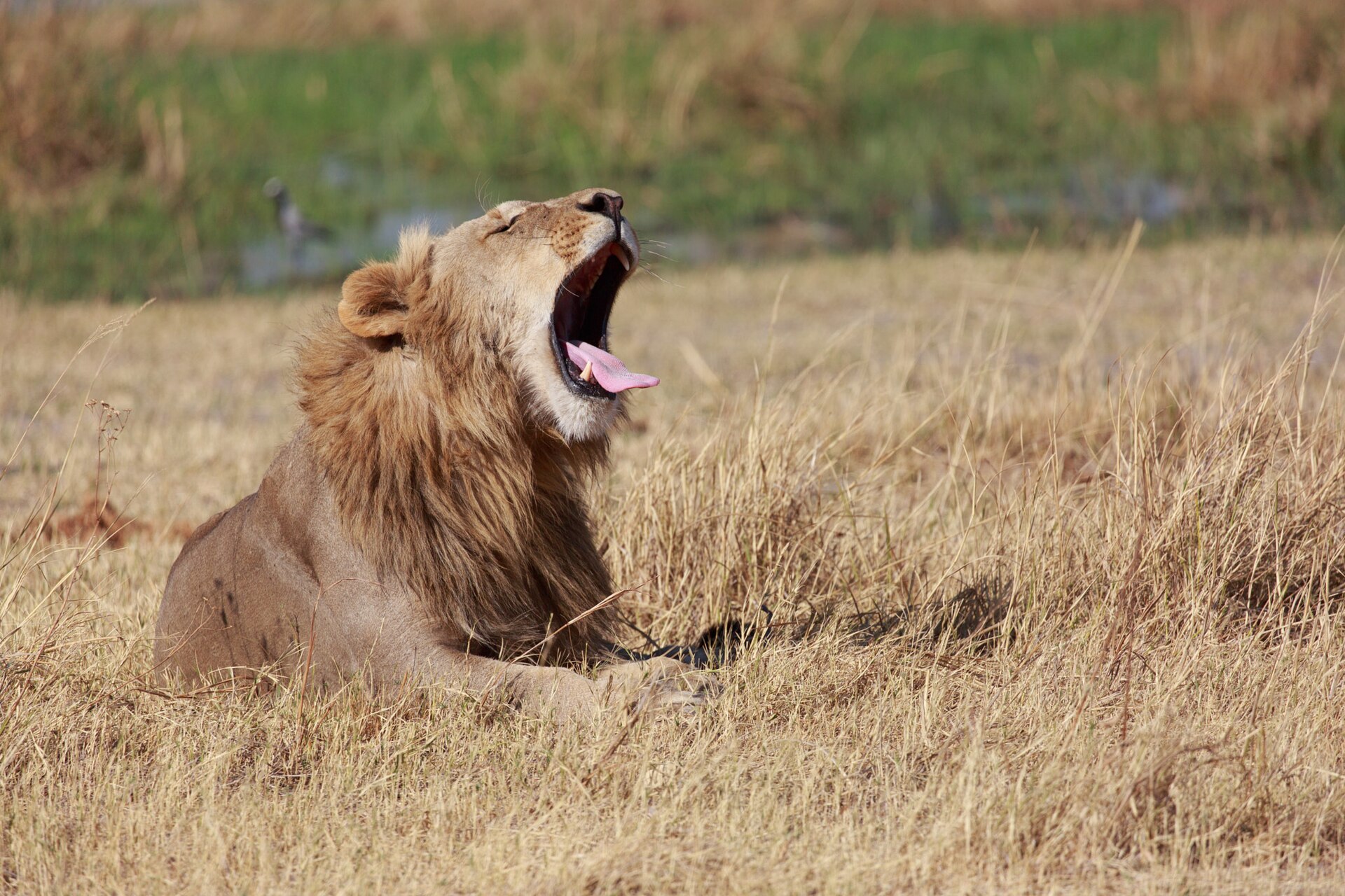 Lions, cheetah and wild dogs
