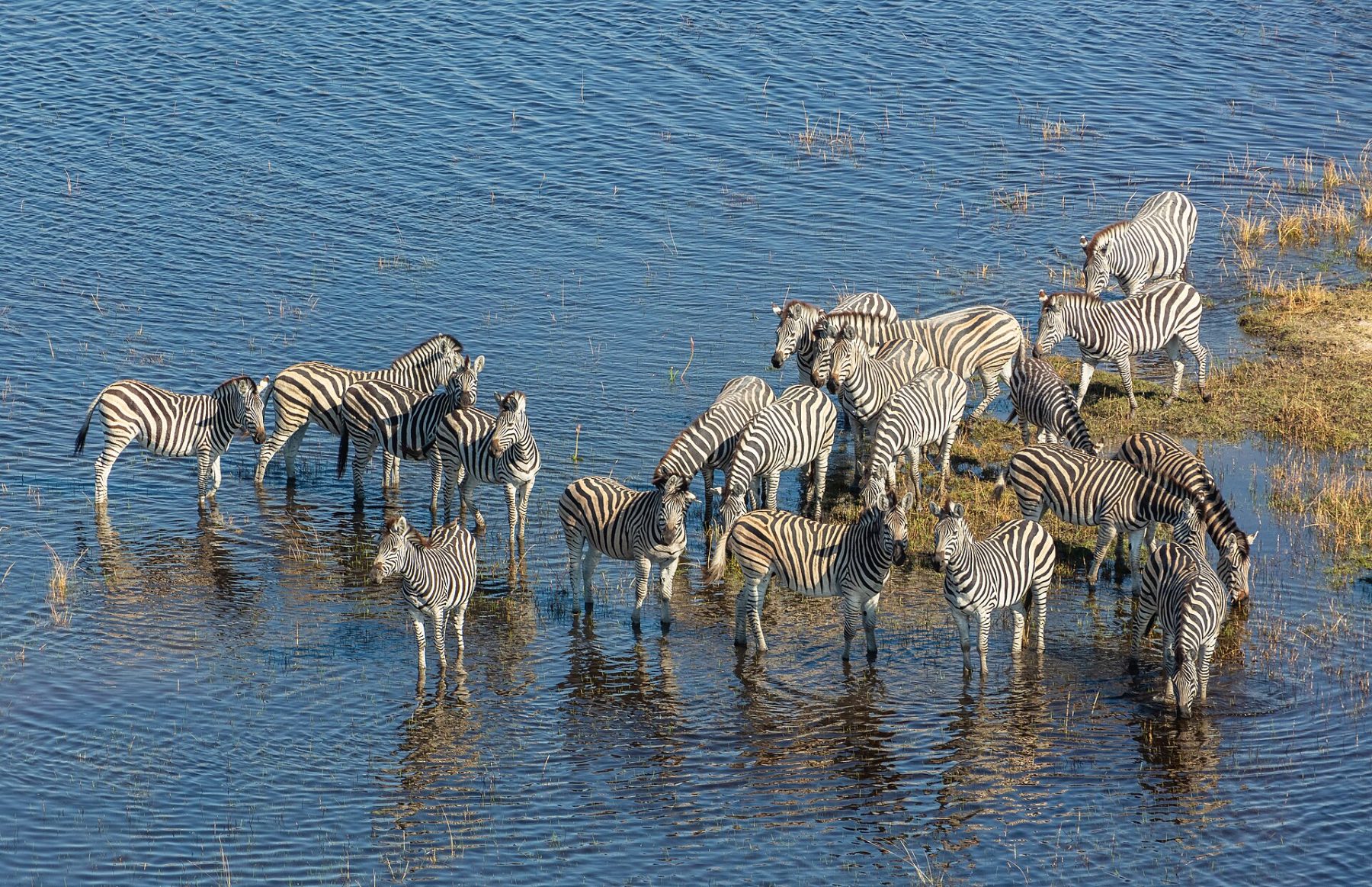 The Okavango in flood