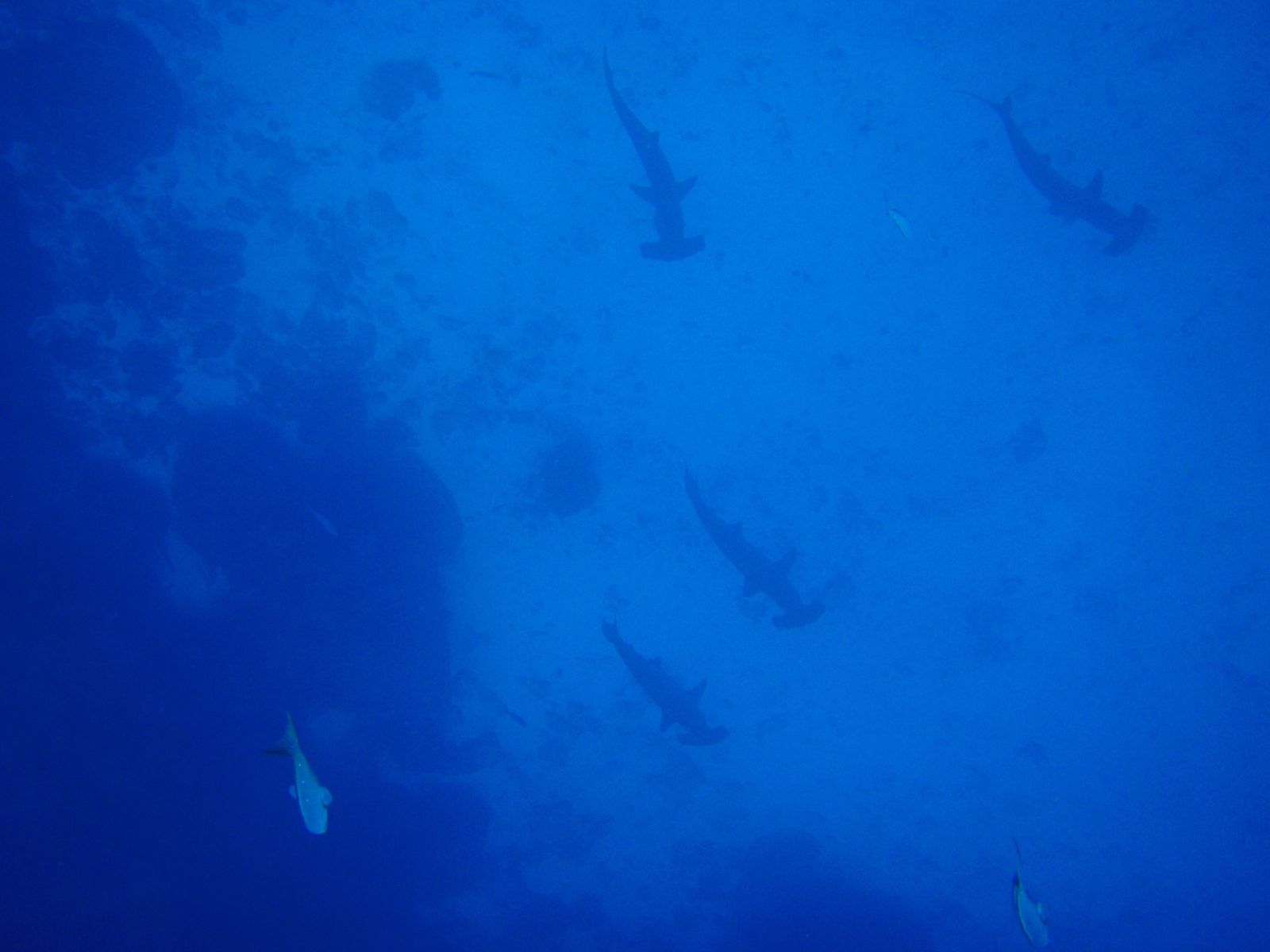 Schooling hammerheads