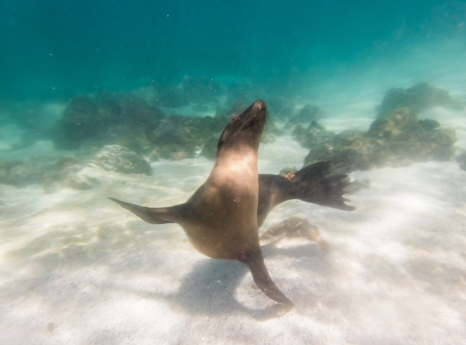 Playful sea lions