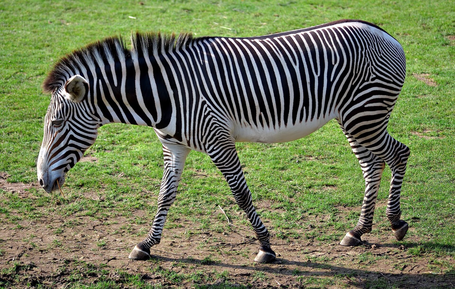 Rare Grevy’s zebra