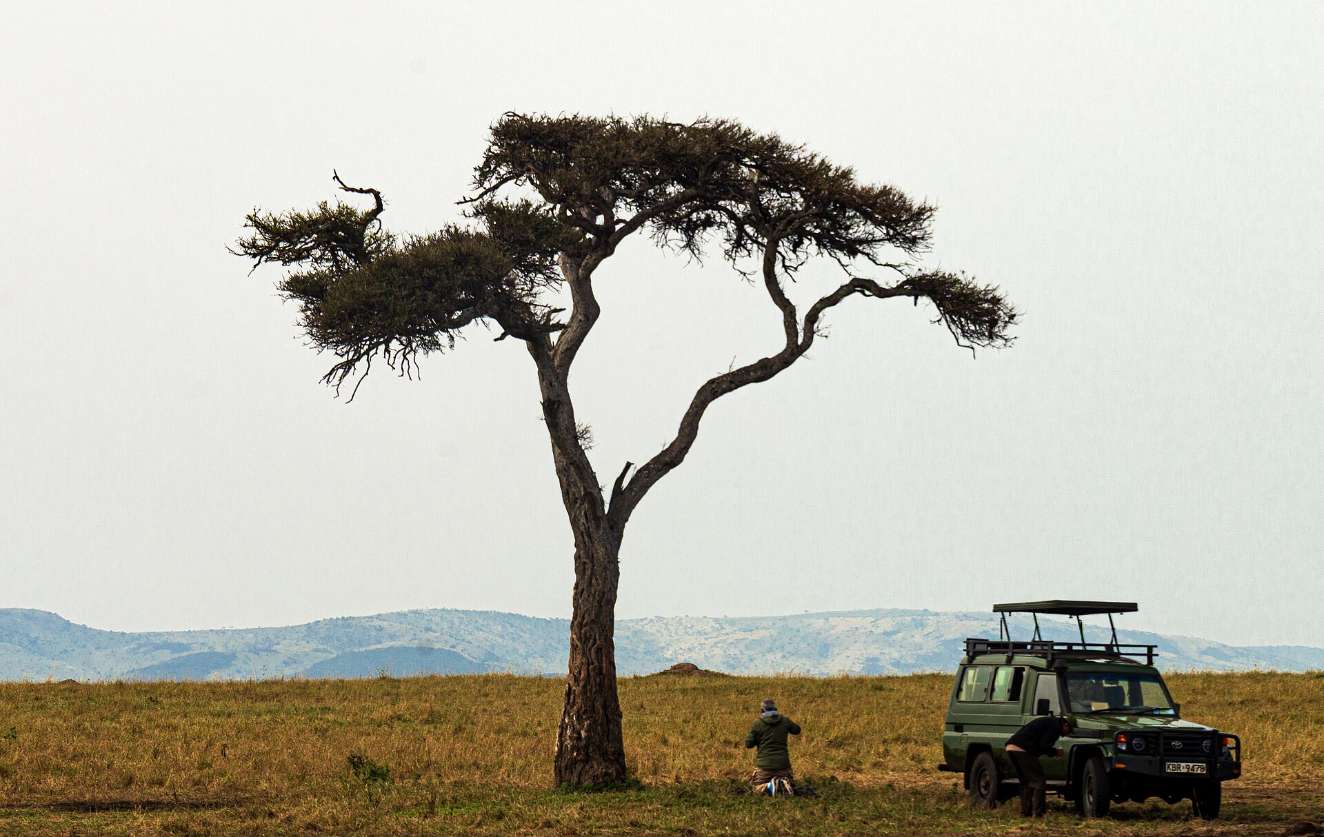 An acacia tree in the Maasai Mara