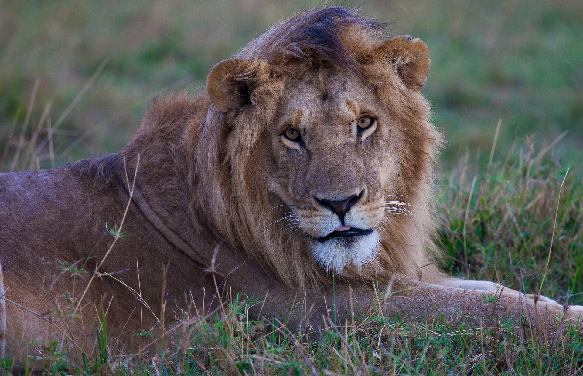 Lion country