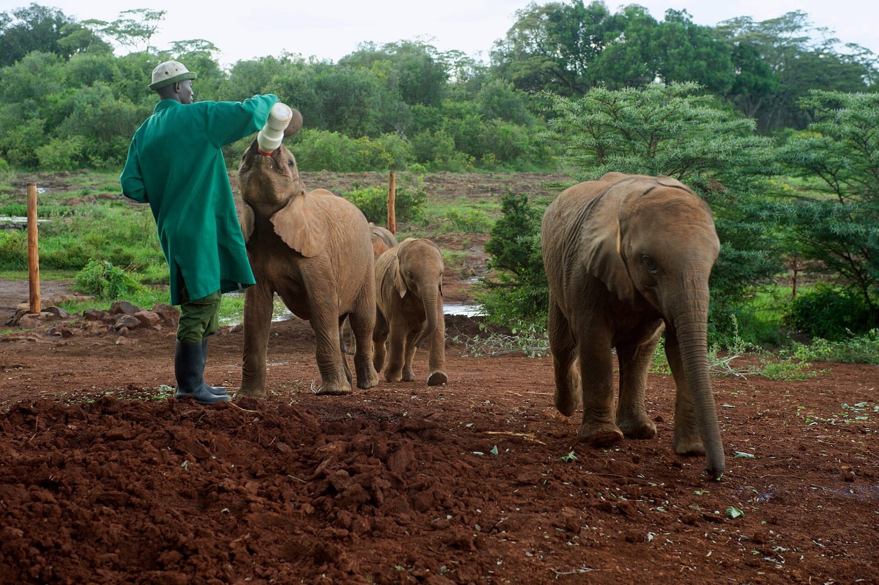 Baby elephants