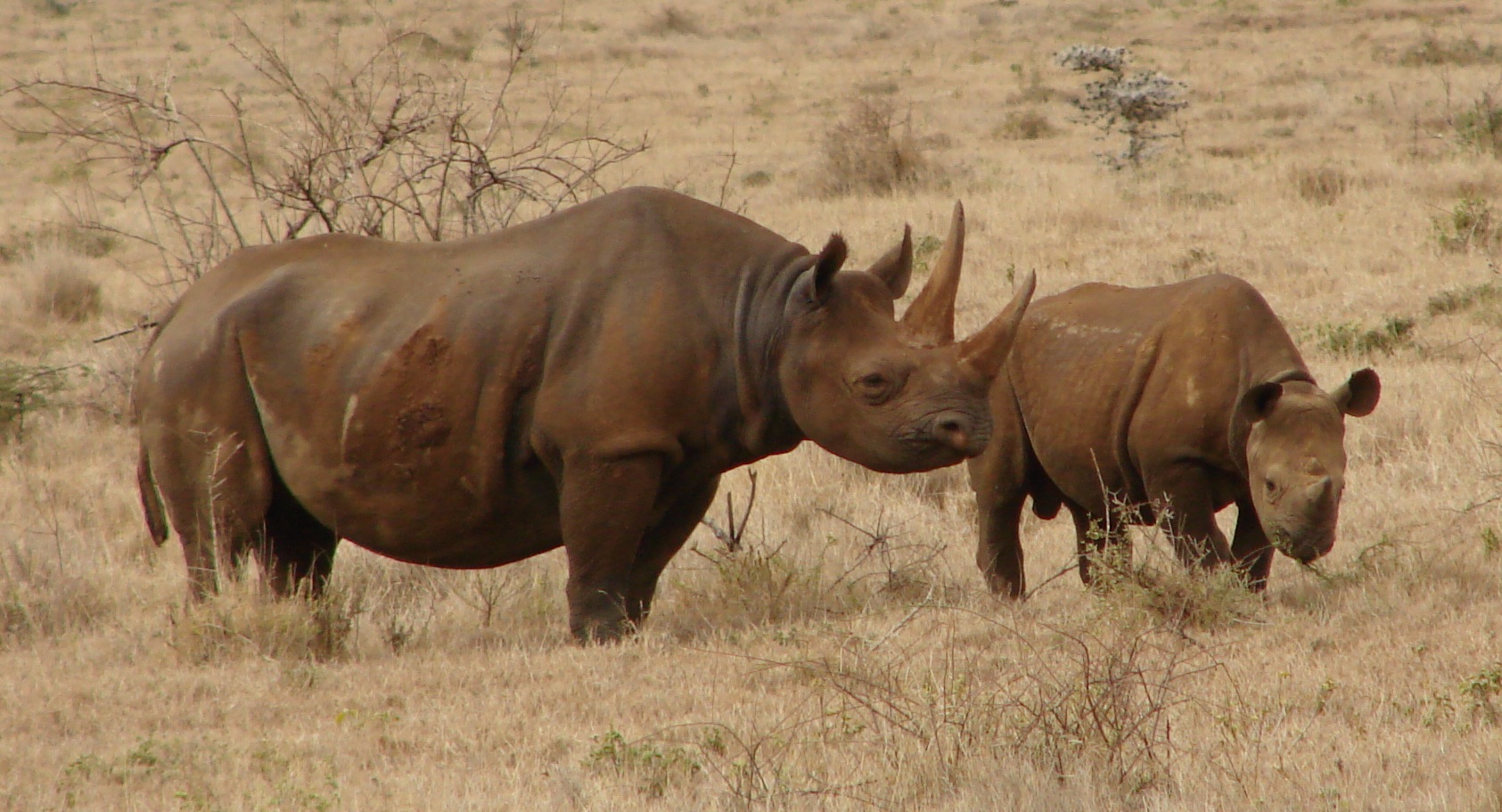Rhinos at Lewa