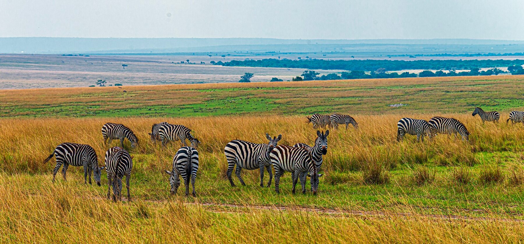 Game drive to Naboisho Camp