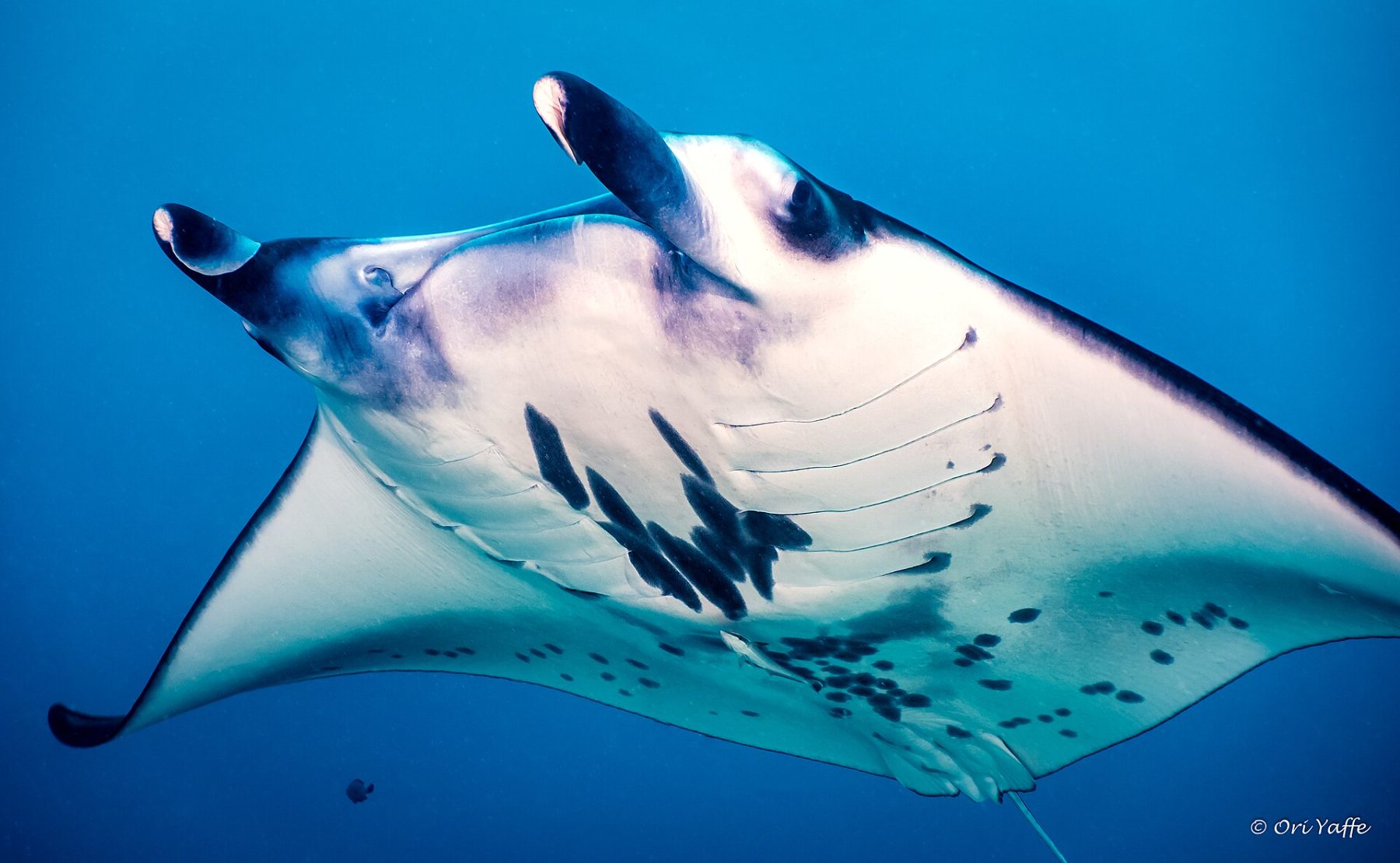 Manta rays