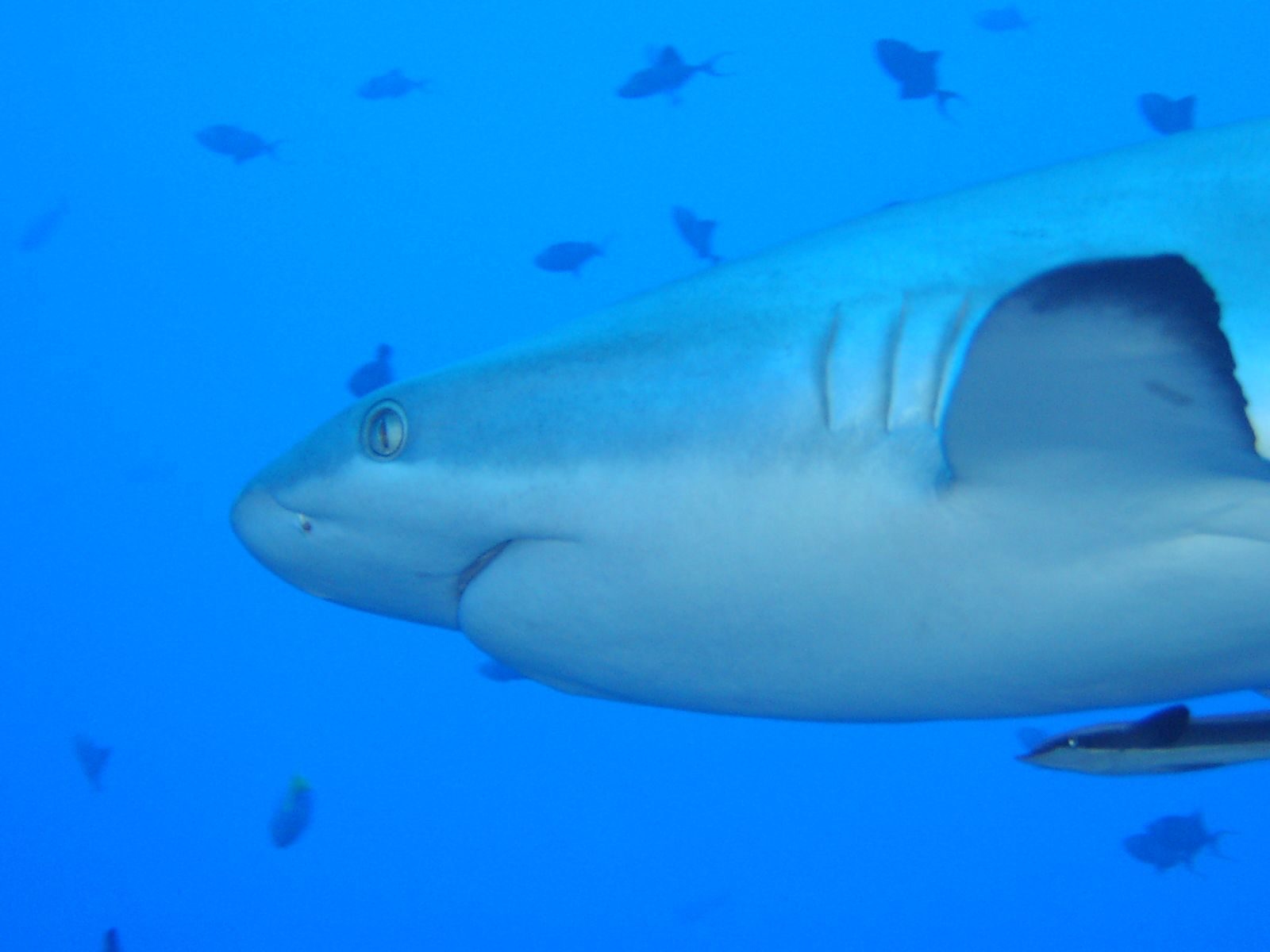 Sharks and big pelagics