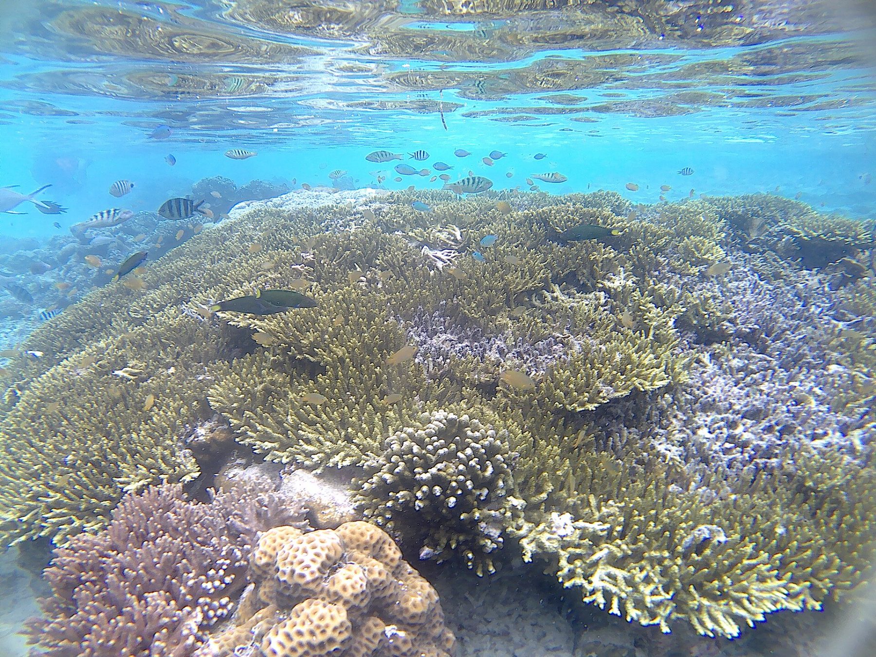 Coral gardens