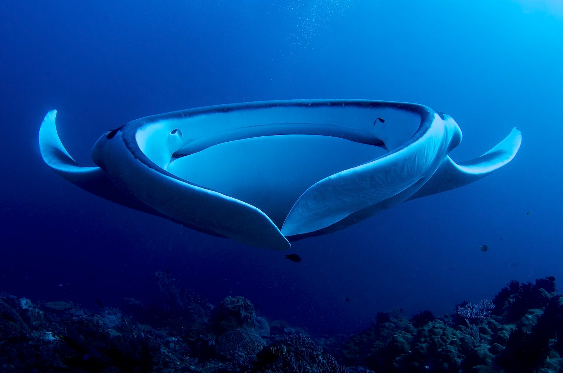 Manta rays