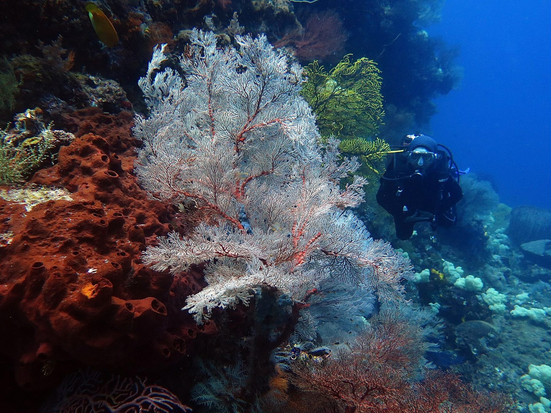 Sea fans and soft corals