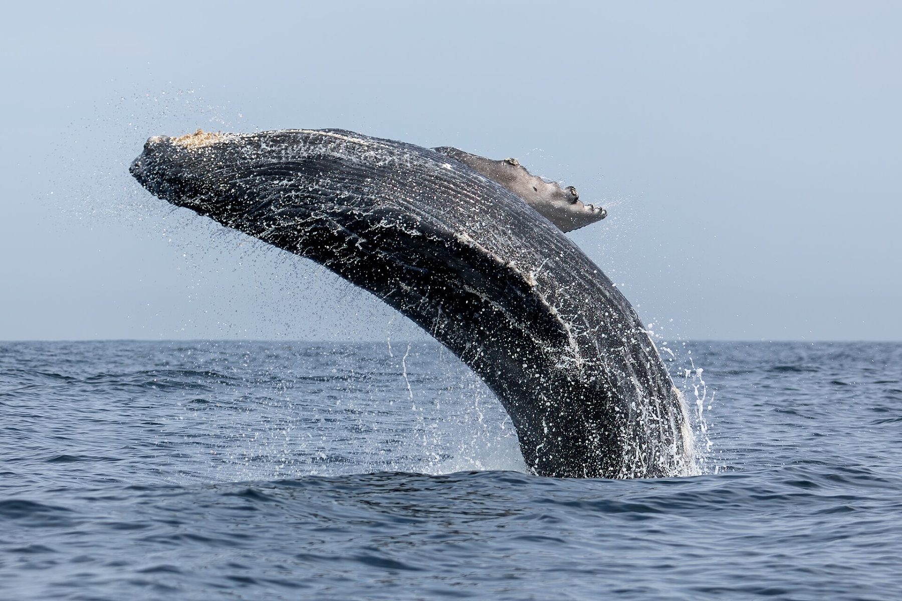 Humpback whales